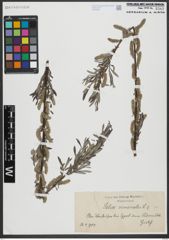 Foto von Salix viminalis L.